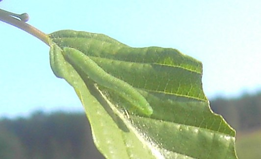 Fonepteryx rhamni - Raupe auf Faulbaumblatt
